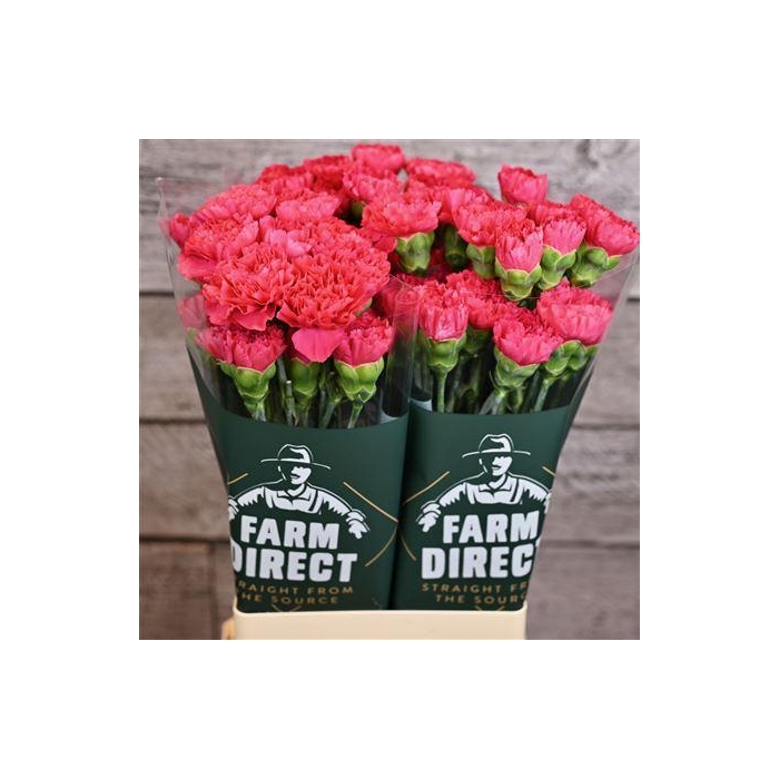 <h4>Di St Bizet</h4>