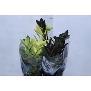 ZAMIOCULCAS VARIADO P14