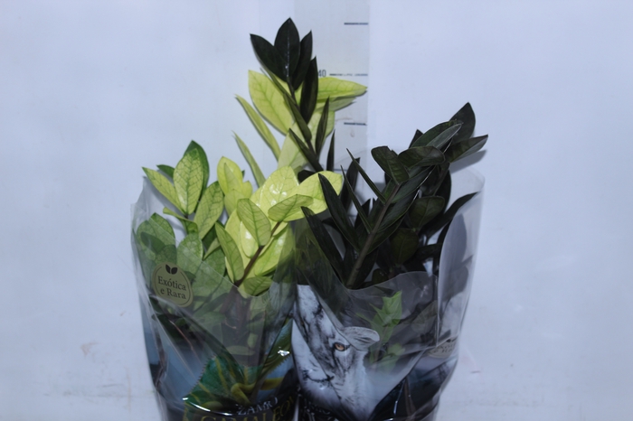 <h4>ZAMIOCULCAS VARIADO P14</h4>