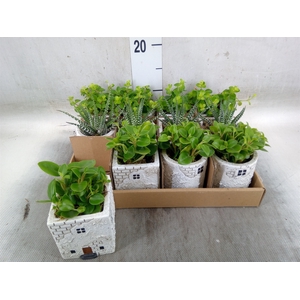 Arr.   Kamerplant Groen L%