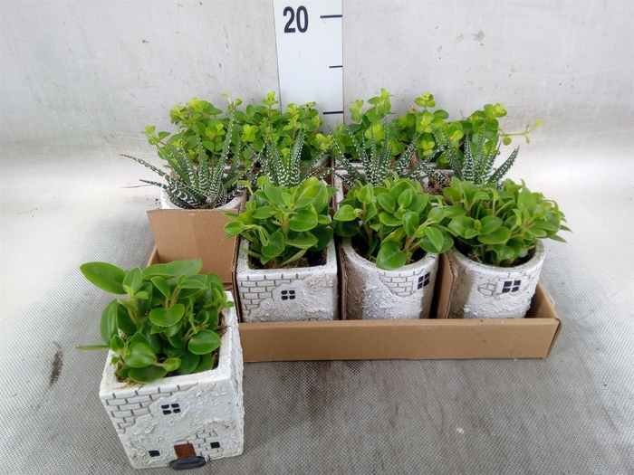 <h4>Arr.   Kamerplant Groen L%</h4>