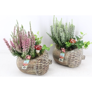 arr4 Outdoor JS - Ker. eikel L