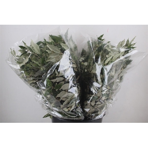 Steeneik Leaves P Bunch