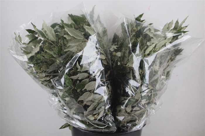 <h4>Steeneik Leaves P Bunch</h4>