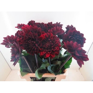 Dahlia Manoa Baars