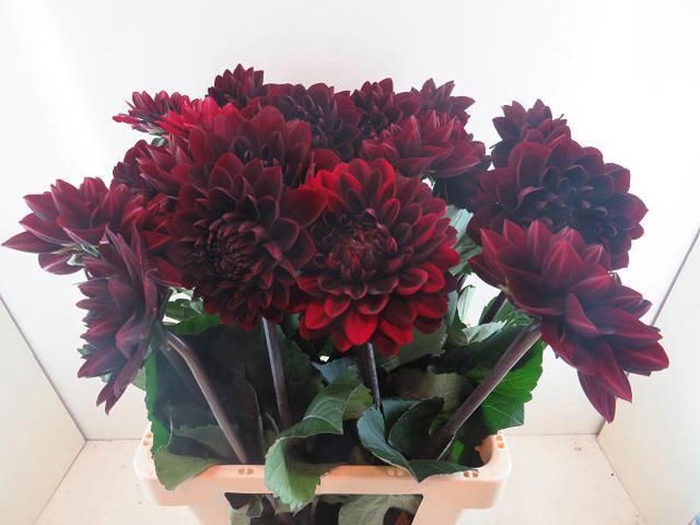<h4>Dahlia Manoa Baars</h4>