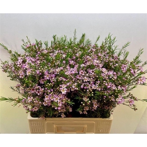 WAXFLOWER EARLY NIR 27 GR.
