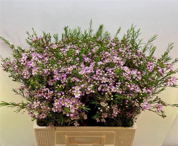 <h4>WAXFLOWER EARLY NIR 27 GR.</h4>