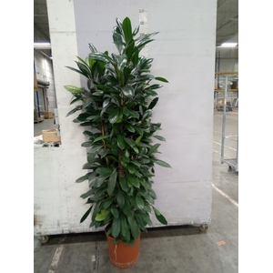 Ficus cyathistipula