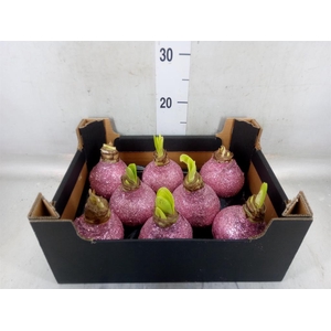 Hippeastrum   ...waxed H%