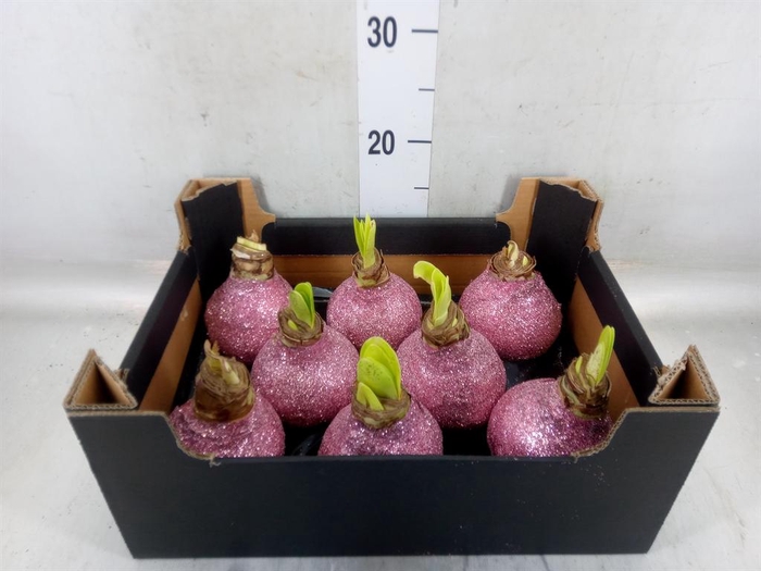 <h4>Hippeastrum   ...waxed H%</h4>