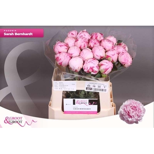 Paeonia Sarah Bernhardt | Xxl