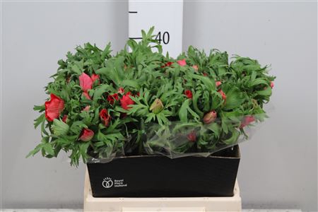 <h4>Anem Co Mar Red</h4>