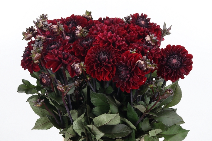 <h4>Dahlia Overig</h4>