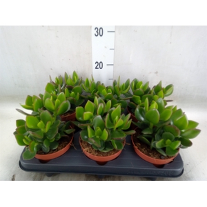Crassula  'Hulk'