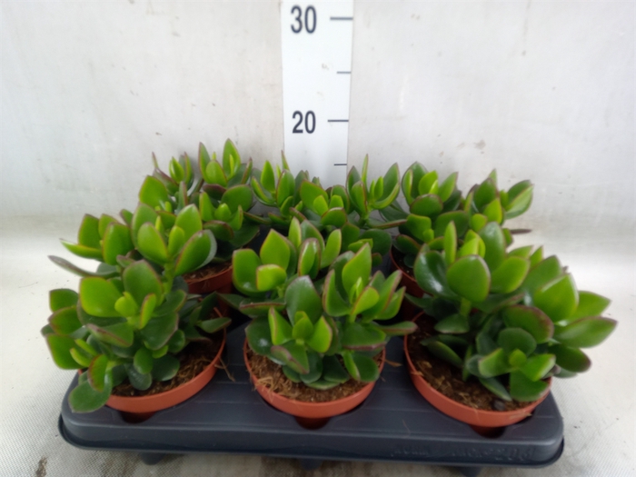 <h4>Crassula  'Hulk'</h4>