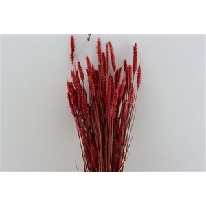 Dried Triticum X5 Red Bunch