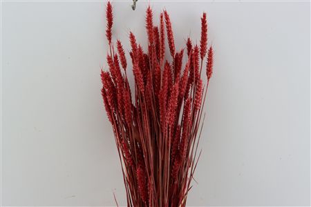 <h4>Dried Triticum X5 Red Bunch</h4>