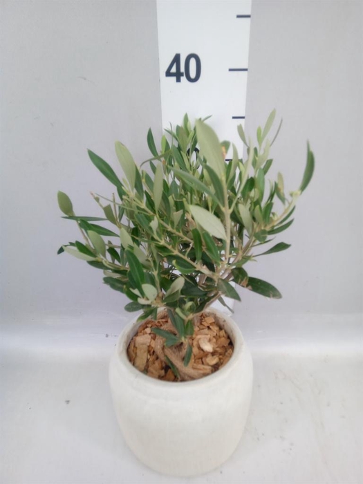 <h4>Arr.   Tuinplanten H%</h4>