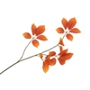 Silk Leaf Elder Orange 81cm