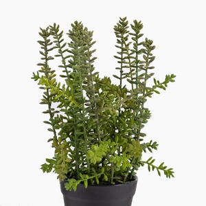 Sedum Plant in Pot Green PP550053GRN
