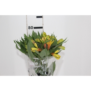 ALSTROEMERIA CARIBBEAN 080 CM