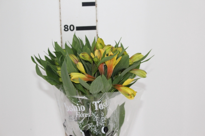 <h4>ALSTROEMERIA CARIBBEAN 080 CM</h4>
