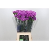 Dianthus St Florigene Moonlite