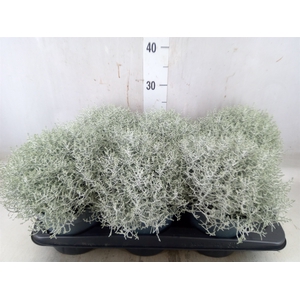 Leucophyta     [Calocephalus]