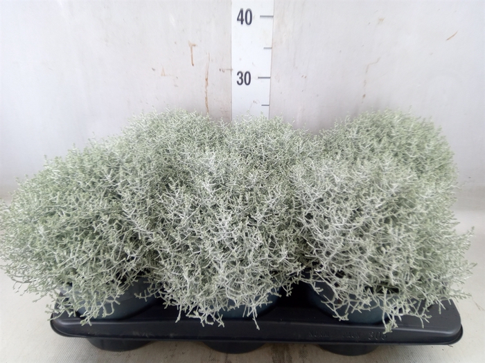 <h4>Leucophyta     [Calocephalus]</h4>