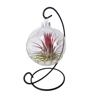 Tillandsia Christmasball hanger mix