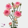 Rosa spray mimi eden