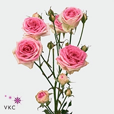 <h4>Rosa spray mimi eden</h4>