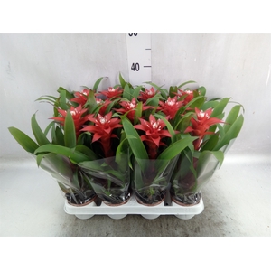 Guzmania  'Confetti'