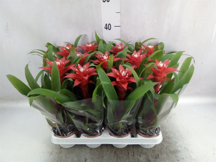 Guzmania  'Confetti'