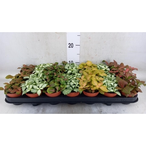 Fittonia   ...mix 7
