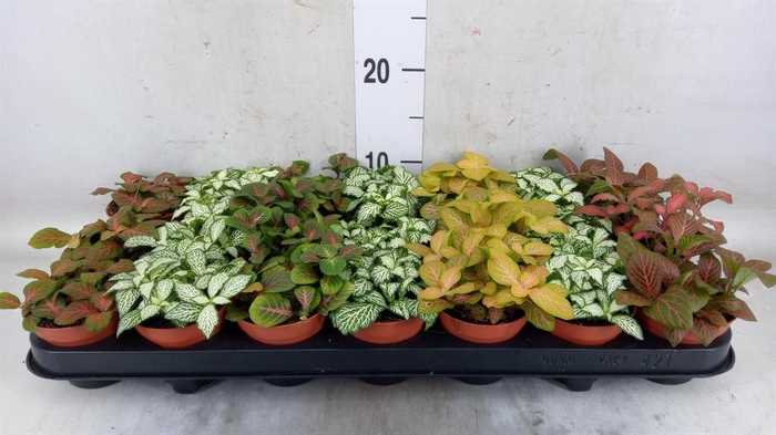 <h4>Fittonia ...mix 7</h4>