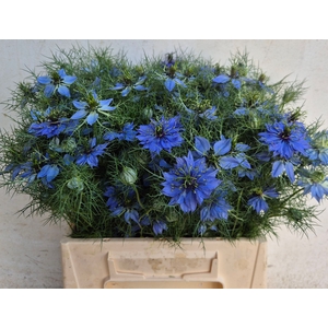 NIGE D DEEP SEA BLUE