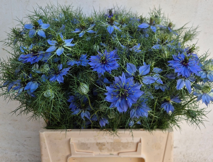<h4>NIGE D DEEP SEA BLUE</h4>