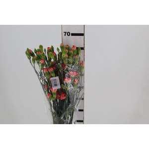 CRAVO SPRAY FIRE FLAME 070 CM
