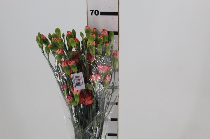 <h4>CRAVO SPRAY FIRE FLAME 070 CM</h4>