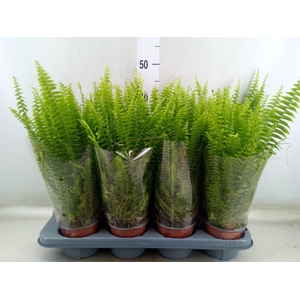 Nephrolepis exal. 'Green Lady'