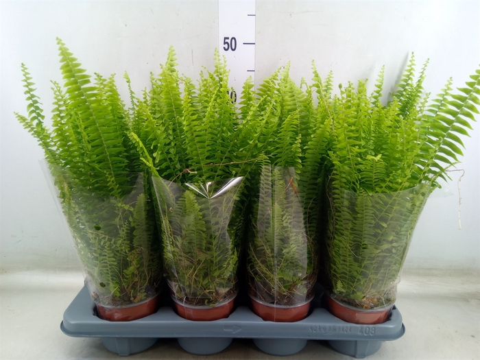 <h4>Nephrolepis exal. 'Green Lady'</h4>