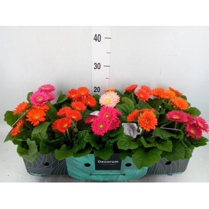 Gerbera  'Sundayz'   ...mix