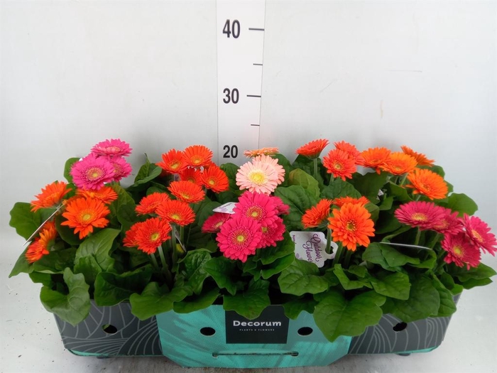 <h4>Gerbera  'Sundayz'   ...mix</h4>