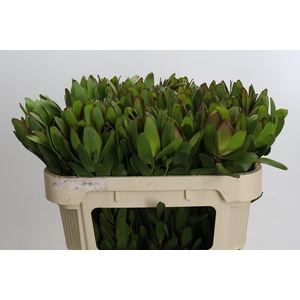 Leucadendron Goldstrike