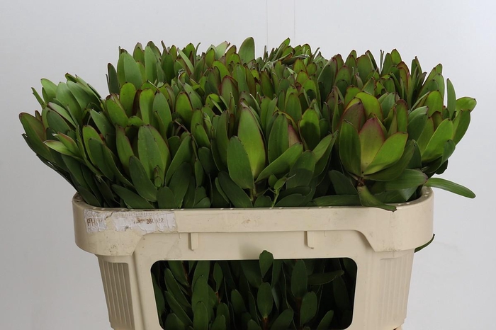 <h4>Leucadendron Goldstrike</h4>