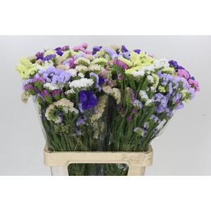 Limonium sinuatum Purple Wings