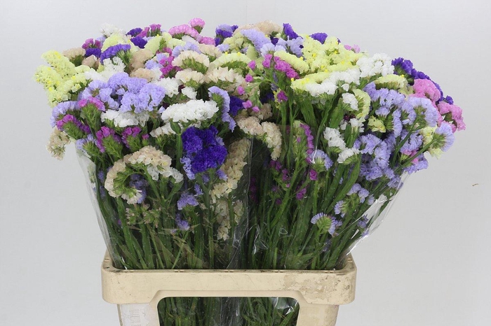 <h4>Limonium sinuatum Purple Wings</h4>