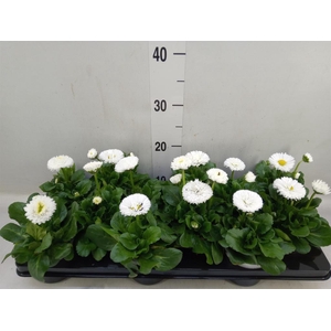 Bellis perennis 'Roggli White'